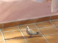 teneriffa_februar_2007_026