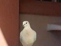 teneriffa_februar_2007_028