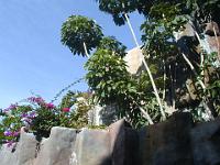 teneriffa_februar_2007_041