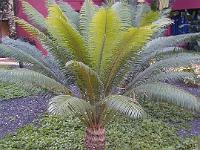 teneriffa_februar_2007_043