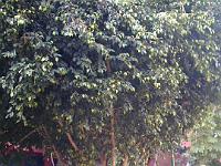 teneriffa_februar_2007_044