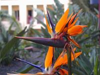 teneriffa_februar_2007_045