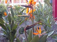 teneriffa_februar_2007_046