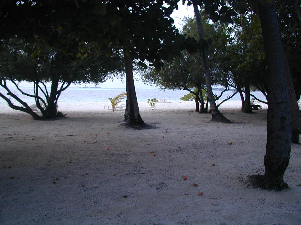 malediven_2008_065.jpg - Palmengarten