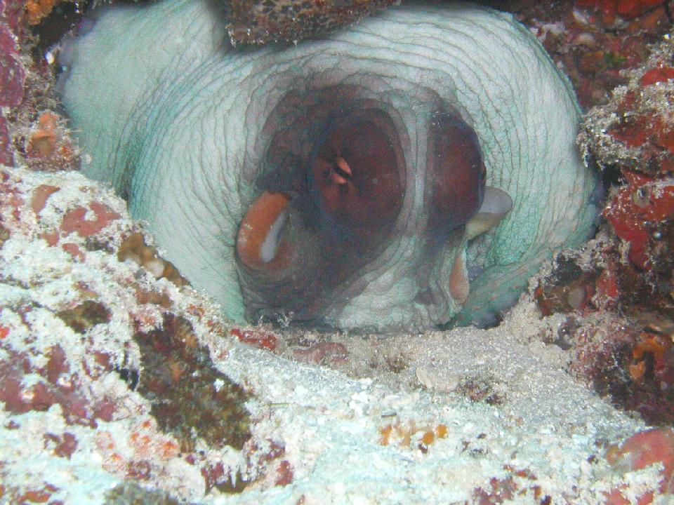 malediven_2008_091.jpg - Riesenkrake