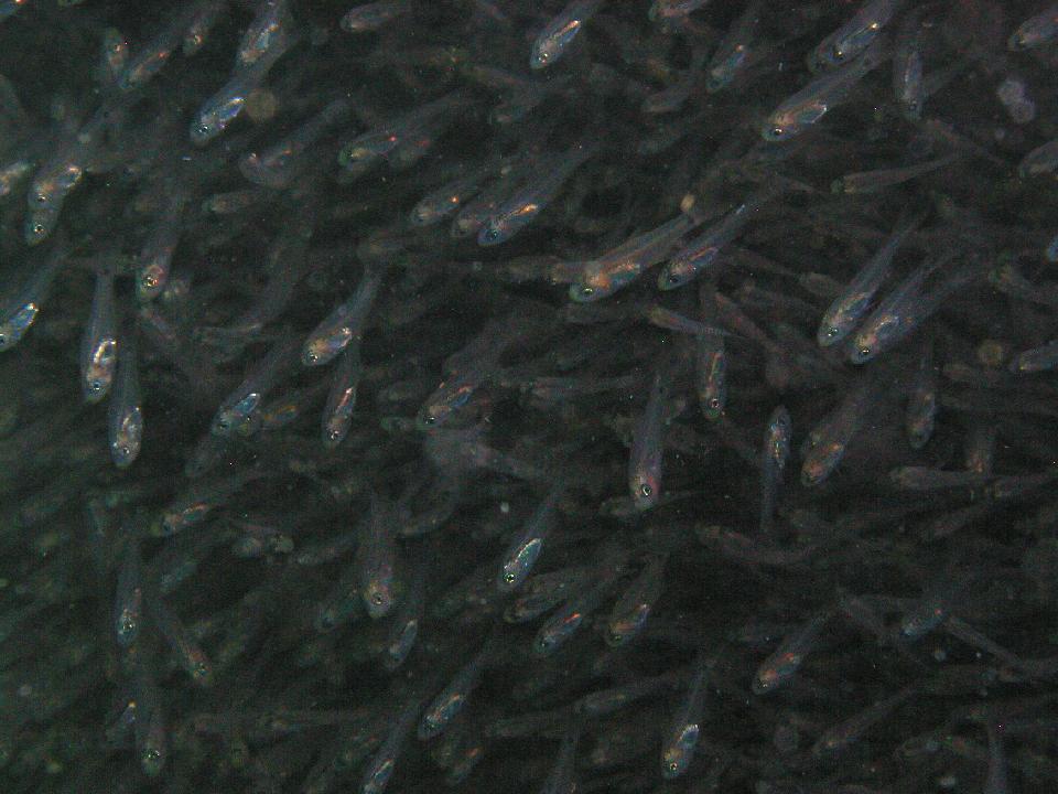 malediven_2008_096.jpg - Fischschwarm