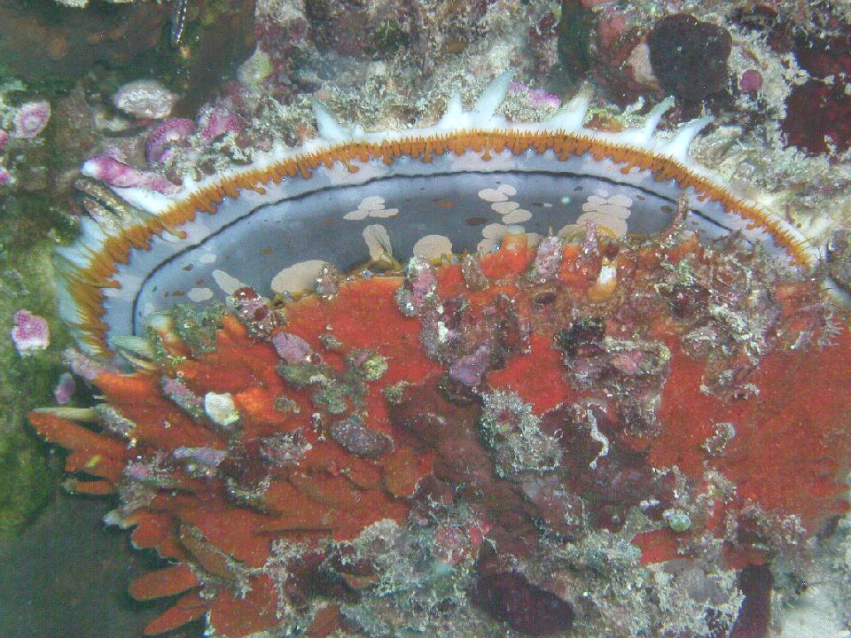 malediven_2008_099.jpg - Auster