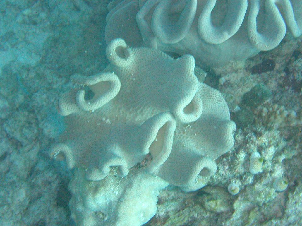 malediven_2008_101.jpg - Koralle