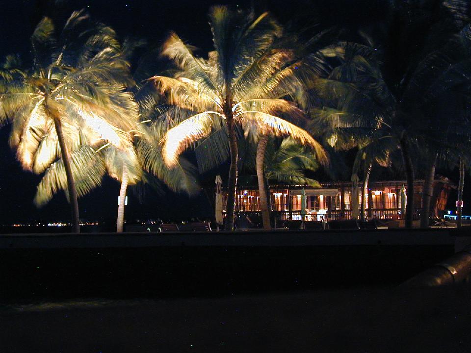 malediven_2008_158.jpg - Palmen bei Nacht