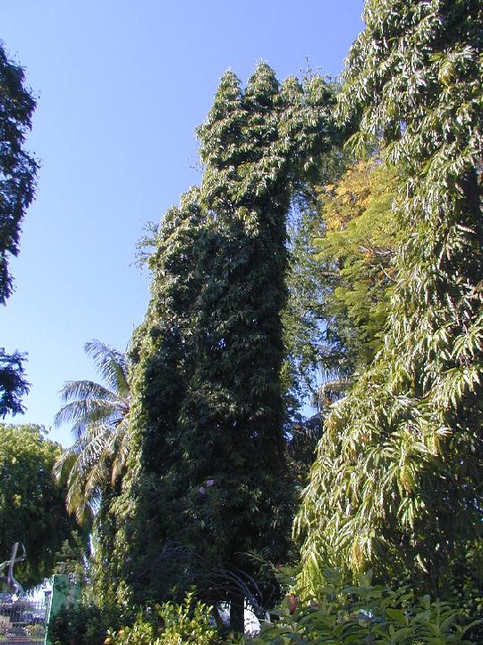 malediven_2008_205.jpg - Botanischer Garten in Male