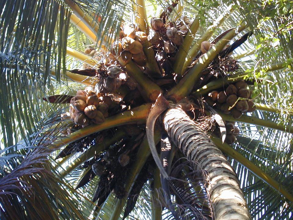 malediven_2008_218.jpg - Palme mit Kokosn�ssen