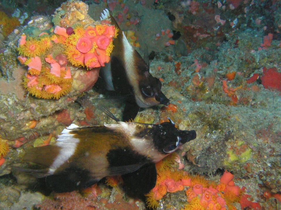 malediven_2008_238.jpg - Tauchen