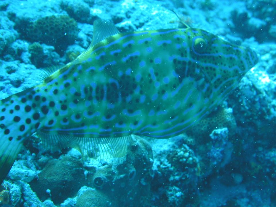 malediven_2008_261.jpg - Schriftfeilenfisch