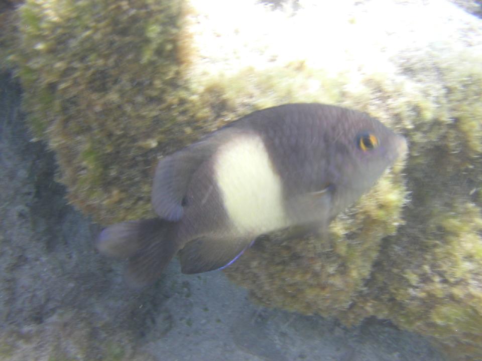 malediven_2008_267.jpg - Tauchen