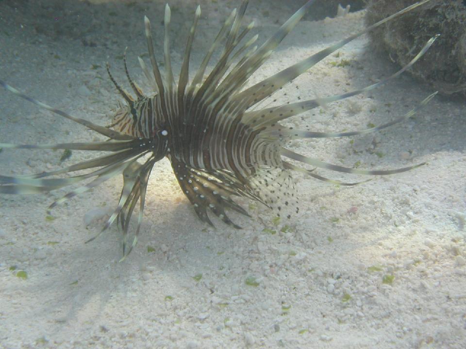 malediven_2008_279.jpg - Rotfeuerfisch