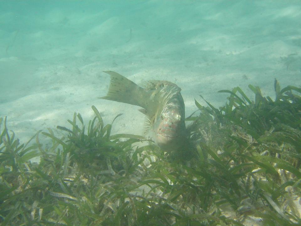 malediven_2008_296.jpg - Tauchen