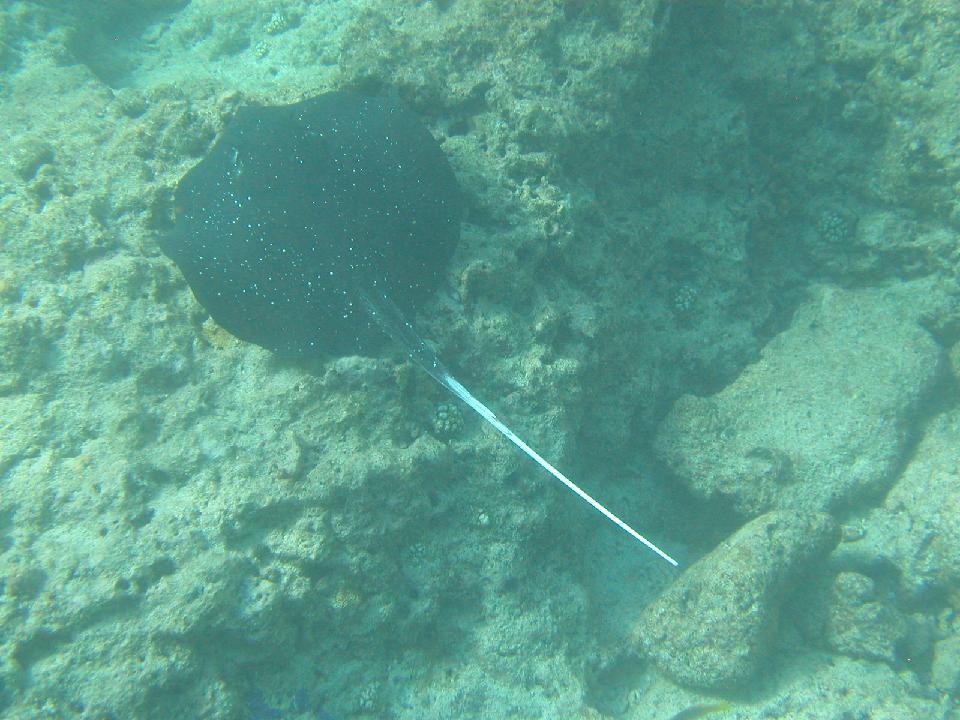 malediven_2008_304.jpg - Stechrochen