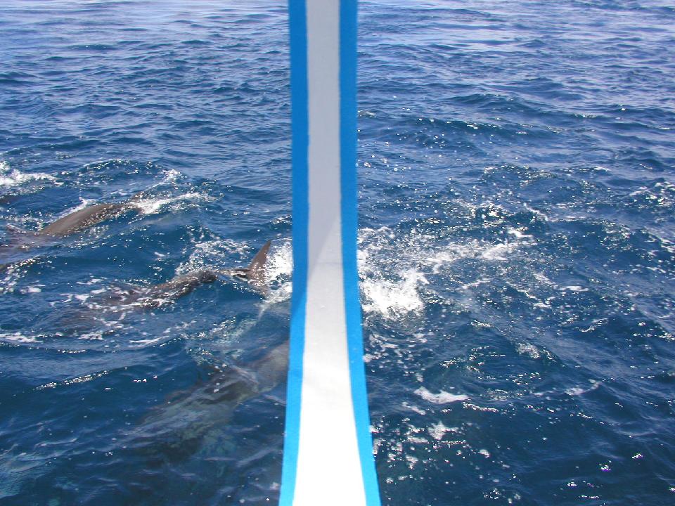 malediven_2008_315.jpg - Delphine..