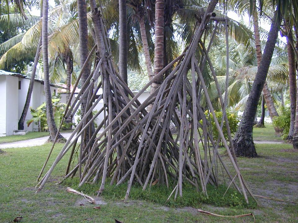 malediven_2008_318.jpg - Luftwurzler