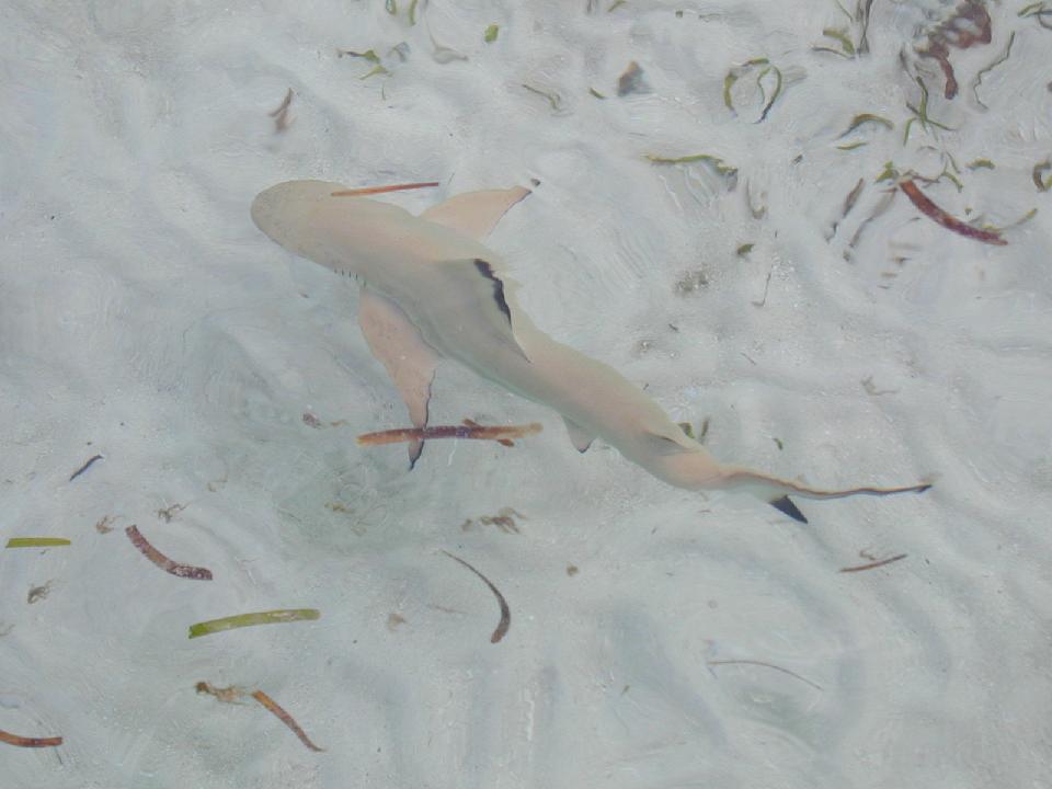 malediven_2008_335.jpg - Schwarzspitzenriffhai (Baby)