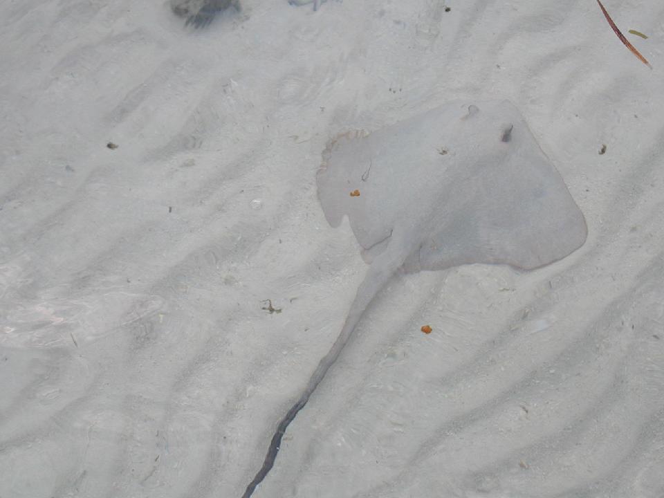 malediven_2008_336.jpg - Rochen bei Thundibar