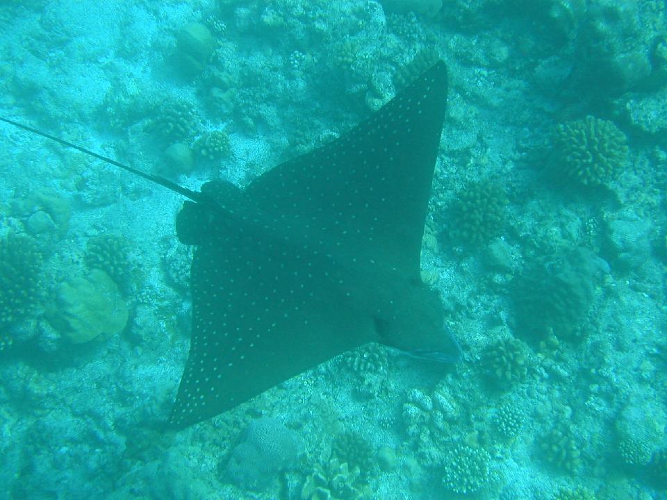 malediven_2008_405.jpg - Adlerrochen