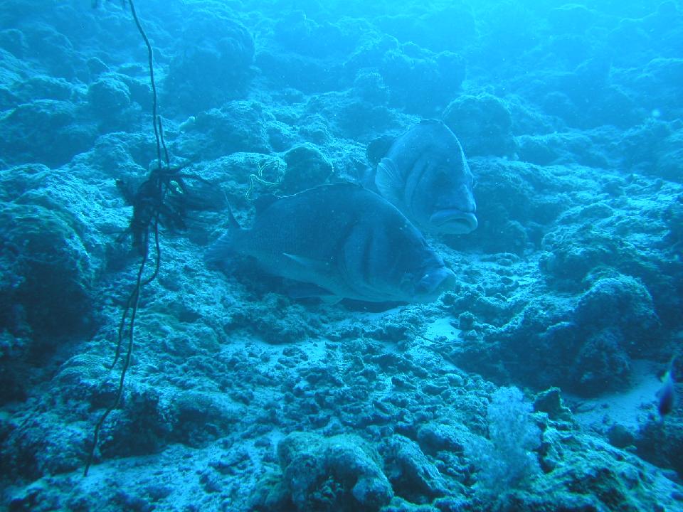 malediven_2008_474.jpg - S�sslippen