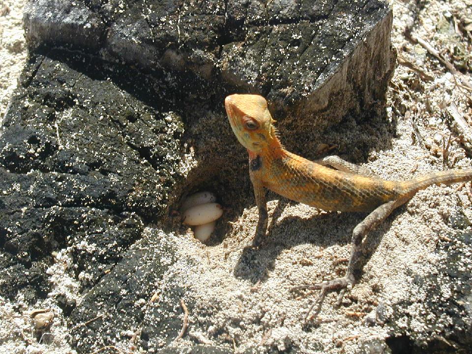 malediven_2008_530.jpg - Eidechse beim Eierlegen