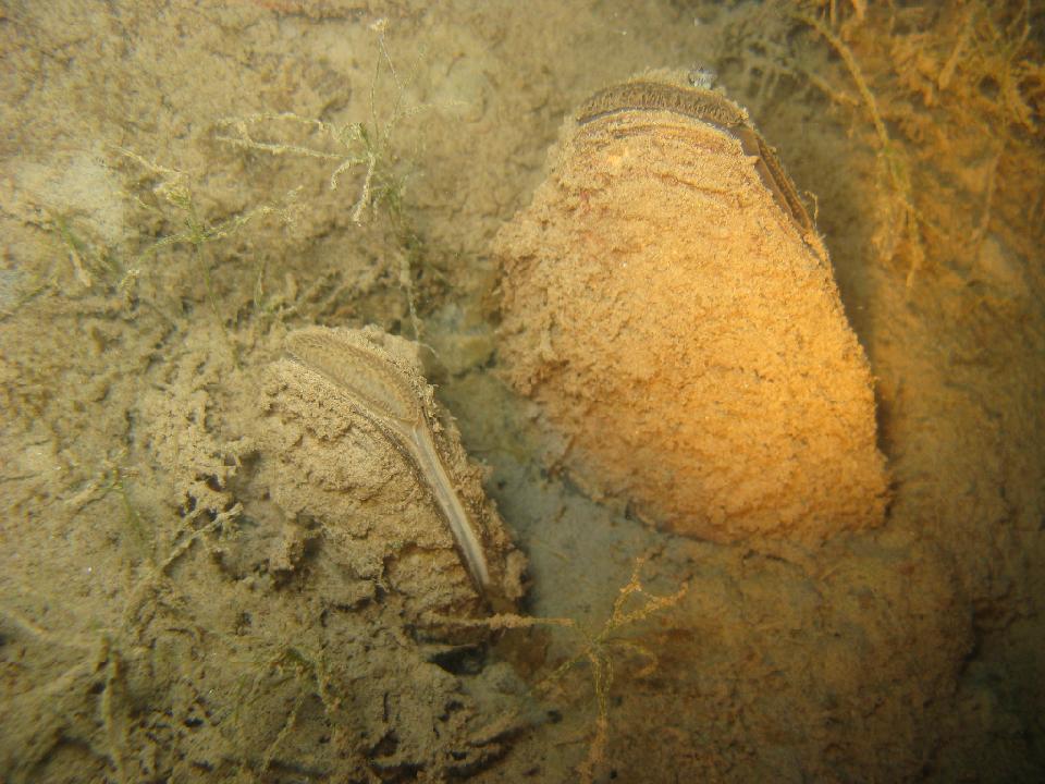 alter_rhein_042.jpg - Muscheln tummeln sich