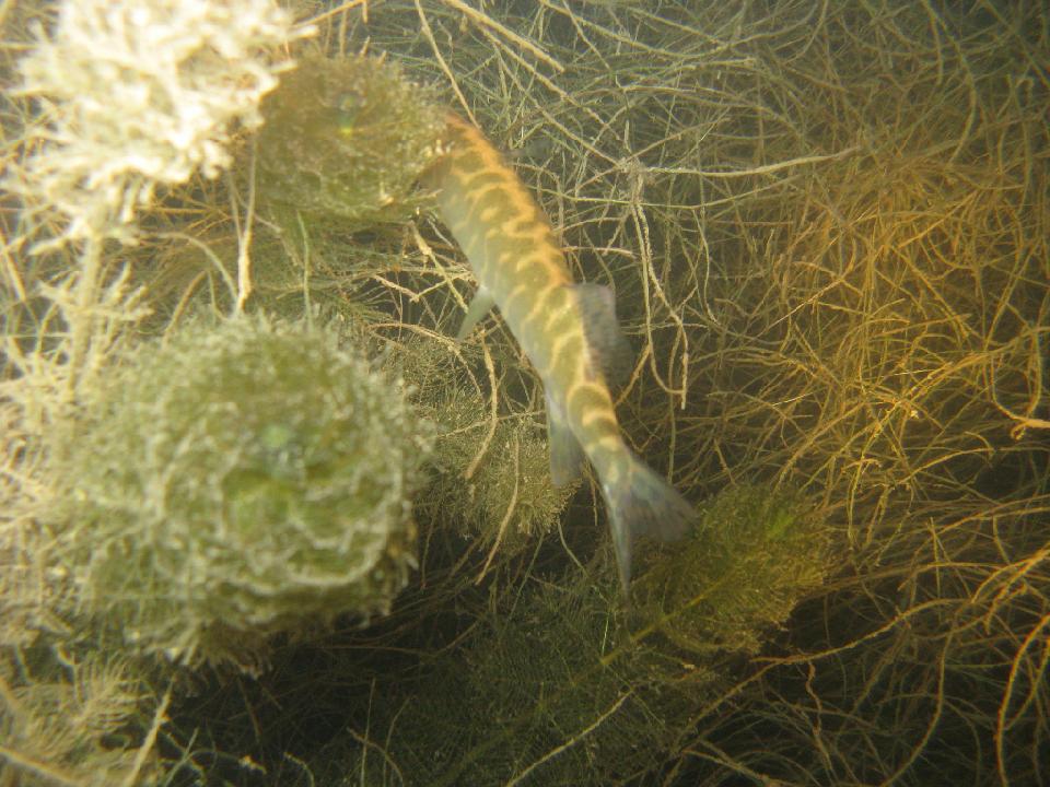 alter_rhein_043.jpg - Hecht auf der Flucht..