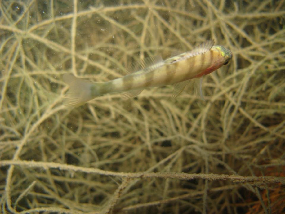 alter_rhein_044.jpg - unbekannter Fisch..