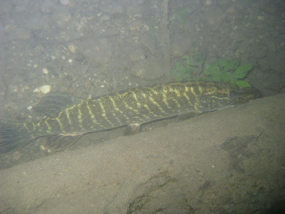 alter_rhein_045.jpg - Hecht...