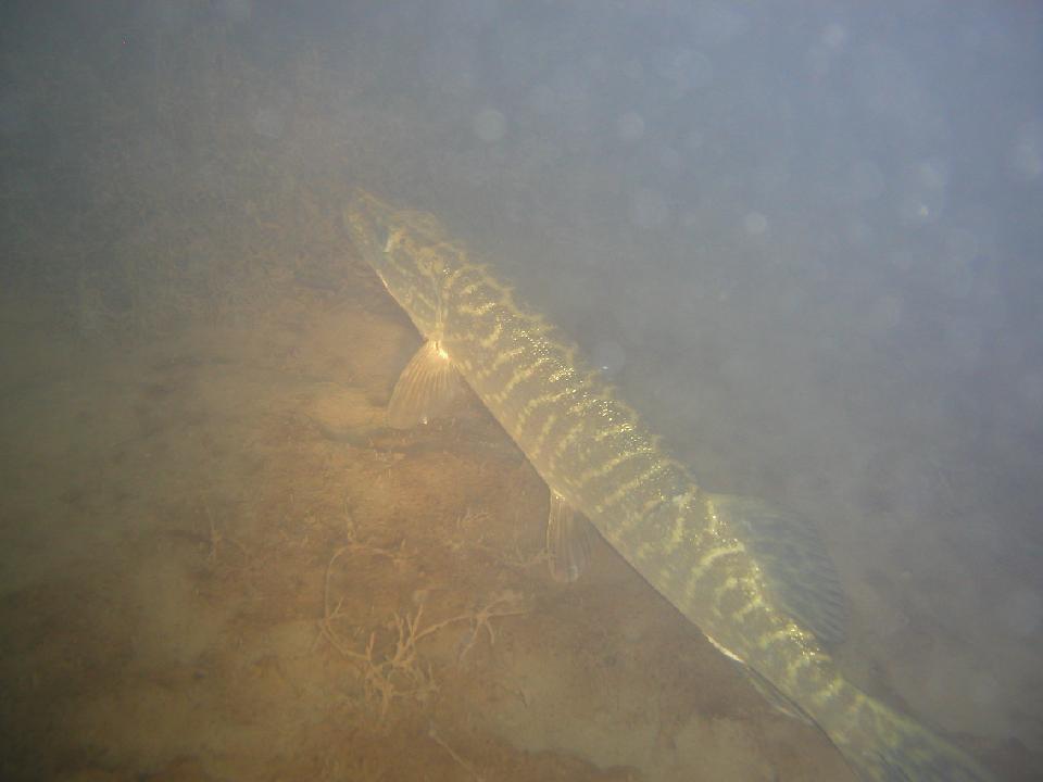 alter_rhein_060.jpg - Hechte ohne Ende...