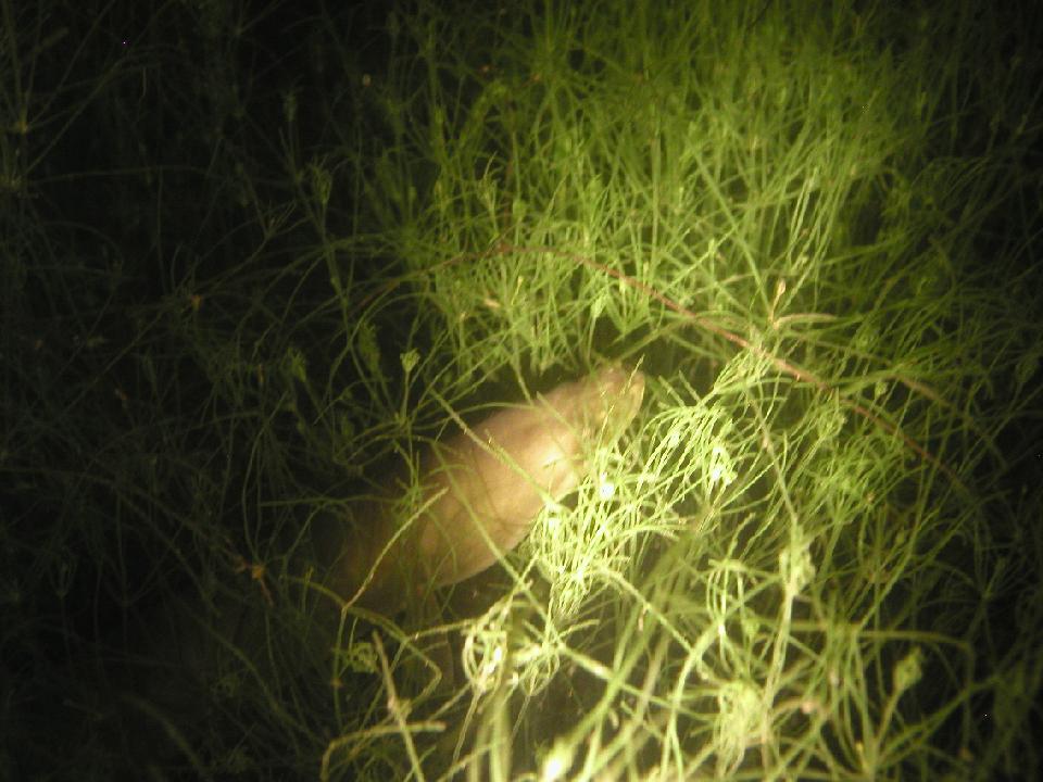 alter_rhein_070.jpg - Aal..