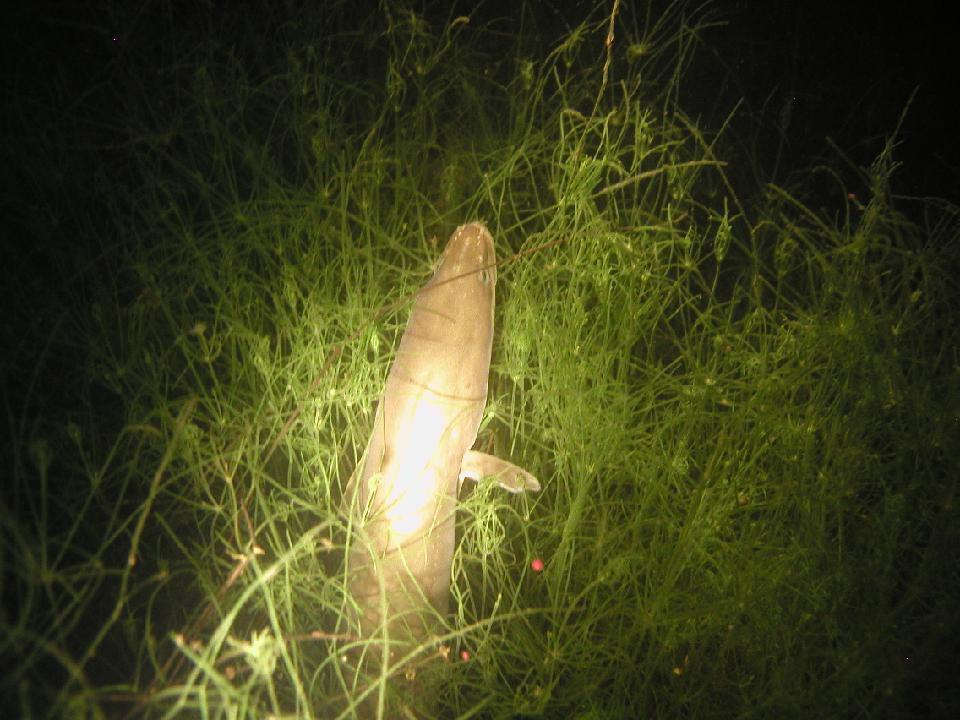 alter_rhein_072.jpg - Aal schaut aus Gras...