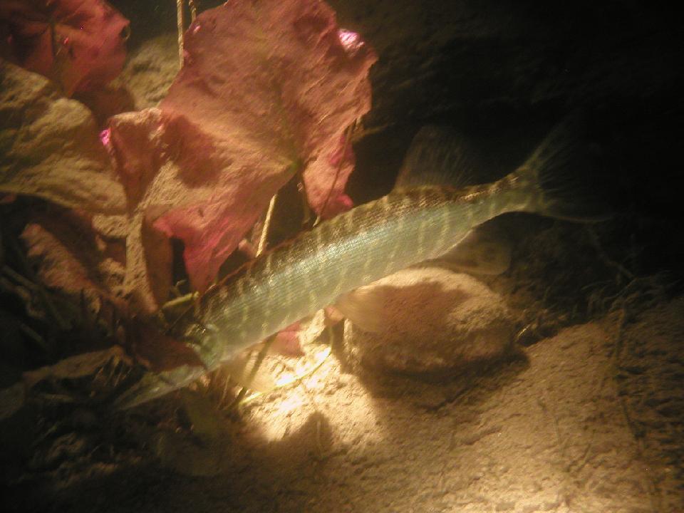 alter_rhein_073.jpg - Hecht...