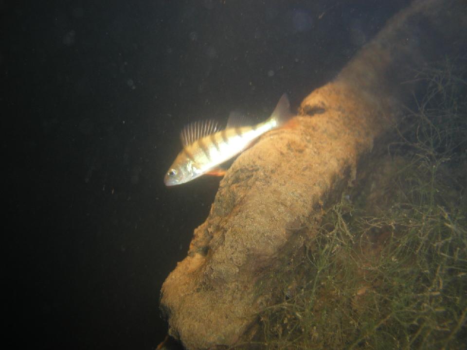 alter_rhein_080.jpg - Kretzer..