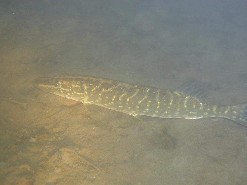 alter_rhein_088.jpg - Hecht...